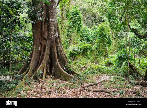 Tree Trunk In The Tropical Rainforest Hi Res Stock Photography And