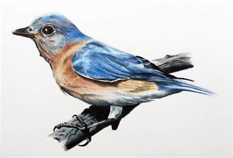 How To Draw A Realistic Bird With Colored Pencils Art Education