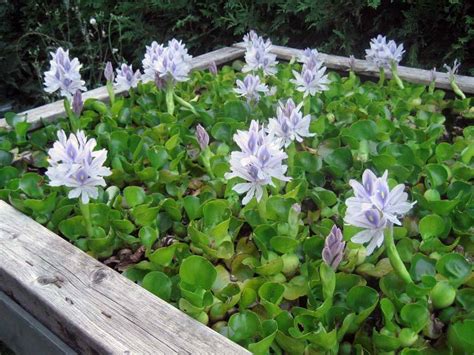 Water Hyacinth Compact Variety 3 Plants Floating Pond Plants Pond Products Canada