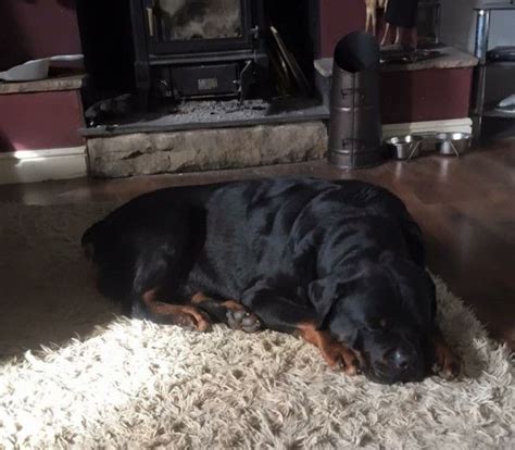 Tails and dew claws done and will have first shots and worming. Rottweiler Puppies For Sale | Saint Paul, MN #200750