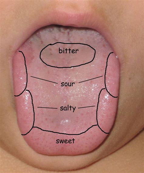 Sense Of Taste Tongue Map Inflamed Taste Buds Science For Kids