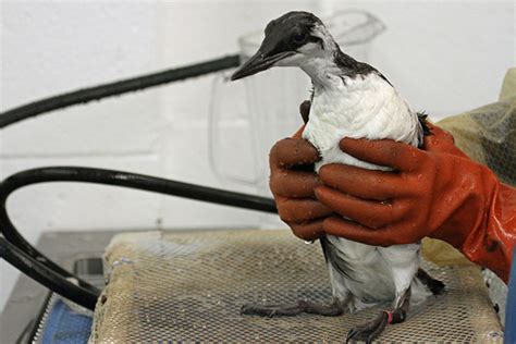 In Los Angeles An Influx Of Oiled Murres From Natural Seepage