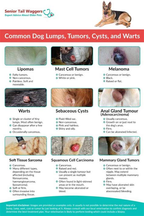 Pictures Of Dog Tumors And Cysts By A Veterinarian
