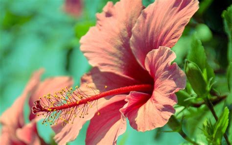 White hibiscus flowers wallpapers and stock photos. Hibiscus Flower Wallpapers - Wallpaper Cave