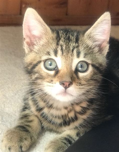 #ndr #cats #kittens #kitten adoption #looking for adopters #please message if interested #going to be a small litter most likely #text post. 3 Gorgeous Kittens for adoption | Hook, Hampshire | Pets4Homes