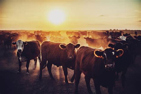 Sunset Cow Wallpapers Wallpaper Cave