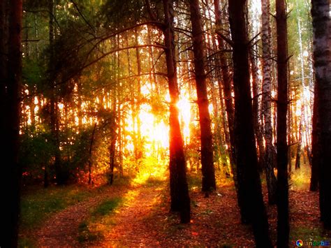 Soft Blurred Forest Sunset Download Free Picture №213371