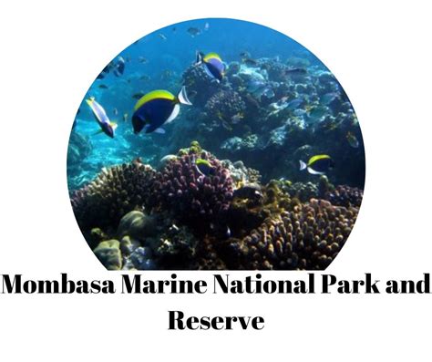 Mombasa Marine National Park And Reserve National Parks In Africa