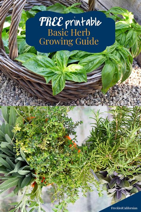 Start Growing Your Own Herbs In 2021 Growing Herbs Herbs Starting A