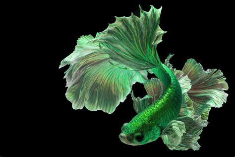 Green Betta Fish A Rare Shade Of The Basic Breed