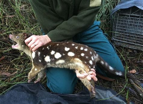 Project Underway To Conserve Regions Spotted Tail Quolls Illawarra