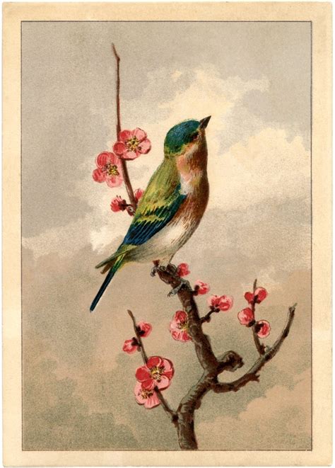 bird picture  blossoms  graphics fairy