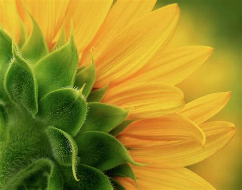 Back View Of Sunflower Photograph By Carolyn Derstine Fine Art America