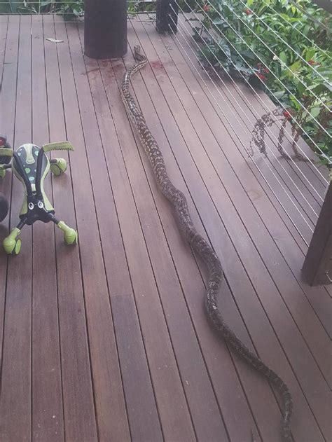 Fnq Snakes Python Attacks Baby On Veranda In Far North Qld The