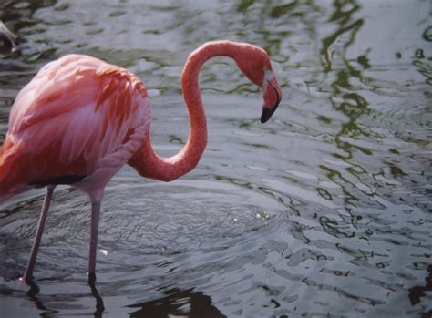 Pink Flamingo Free Photo Download Freeimages