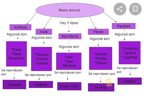 Mapa Conceptual Del Reino Animal Brainlylat