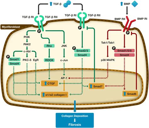 Signaling Pathways In Fibrosis Tgf β And Bmp Mediated Signaling