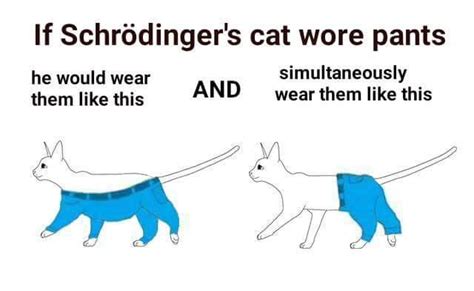 Schrödingers Cat If A Dog Wore Pants Know Your Meme