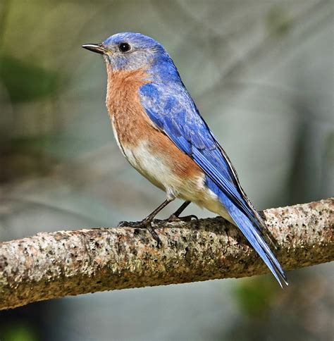 Eastern Bluebird portrait - Pic for Today