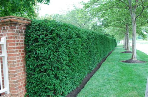 10 trees and shrubs perfect for privacy in 2020 garden hedges privacy landscaping hedges