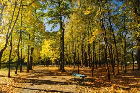 Autumn Sunny Park With Orange Trees Natural Seasonal Background