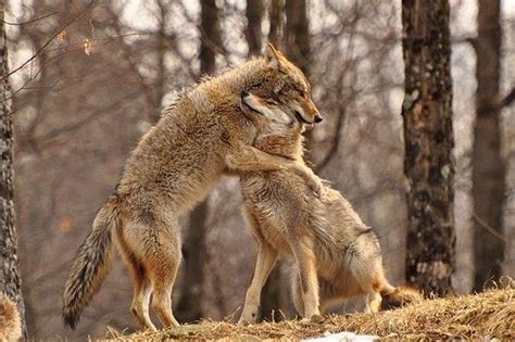 Wolf Hug Wildlife Pictures Animal Pictures Beautiful Creatures