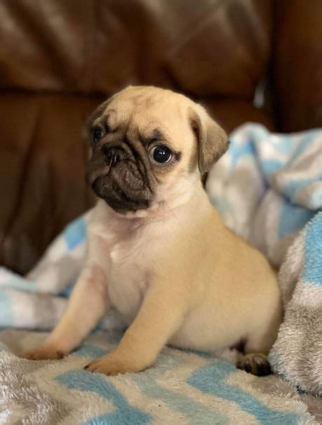 We have even pug puppies for sale under $500 near me to fulfill everyone' read more about us pug puppy for sale near me - PetZDaddy