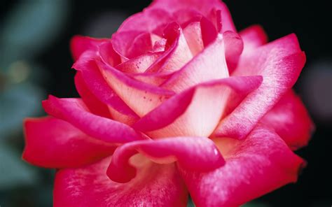 Pretty Pink Roses Wallpaper Pink Color Photo 34590753 Fanpop