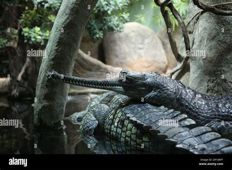 Gharial Gavial Also Known As The Fish Eating Crocodile Stock Photo