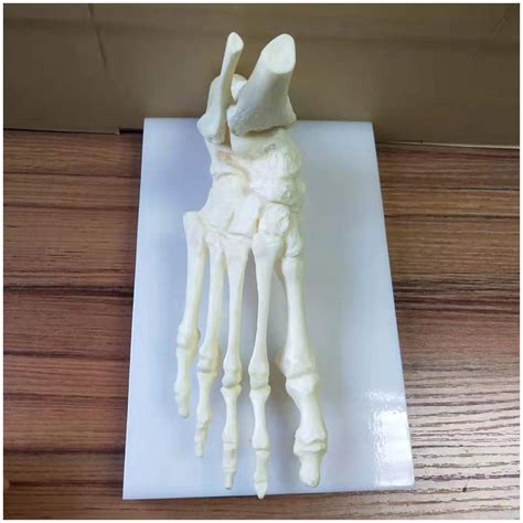 Buy Educational Model Foot Skeleton Model Life Size Human Skeleton