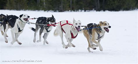 Phil Seu Photography Blog West Yellowstone Sled Dog Racing Photography
