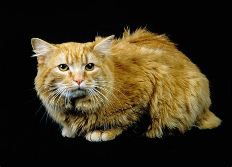 Cymric Cat Cat Breed Info And Characteristics