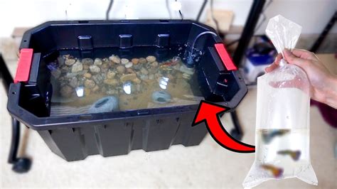 Maybe you would like to learn more about one of these? *NEW* DIY Indoor MINI POND W/ COLORFUL FISH!! (CHEAP AND EASY) - YouTube