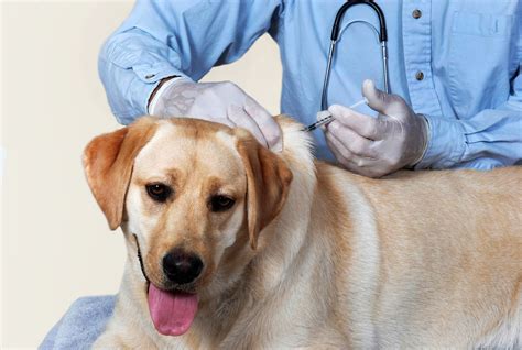 Follow our guide to dog requirements for these vaccines depend a lot on your dog's lifestyle: Veterinary Clinic Services - Nevada Humane Society | With ...