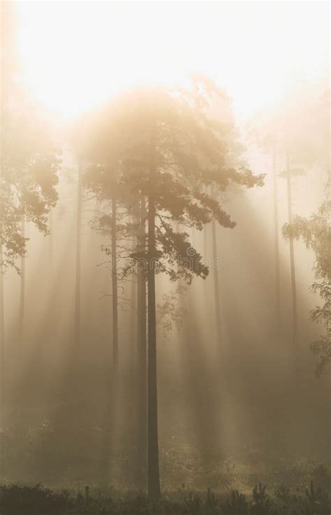 Sunlight Shining Golden Orange In Morning Mist And Fog In Pine Tree