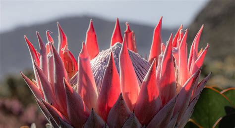 King Protea National Flower Of South Africa Best Flower Site