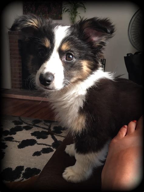 Meet Little Miss Lucy Mini Aussiecorgi Mix Raww