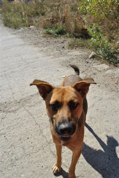 Any tips and/or recommended agencies? Help A Romanian Stray: Asociaţia PetHope - Bobby, the ...
