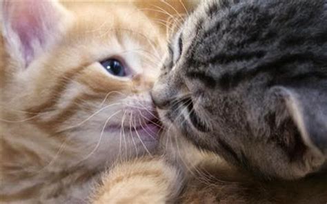 While referring to pictures of kittens and puppies playing gallery. Cats and Dogs Blog: cute kitten