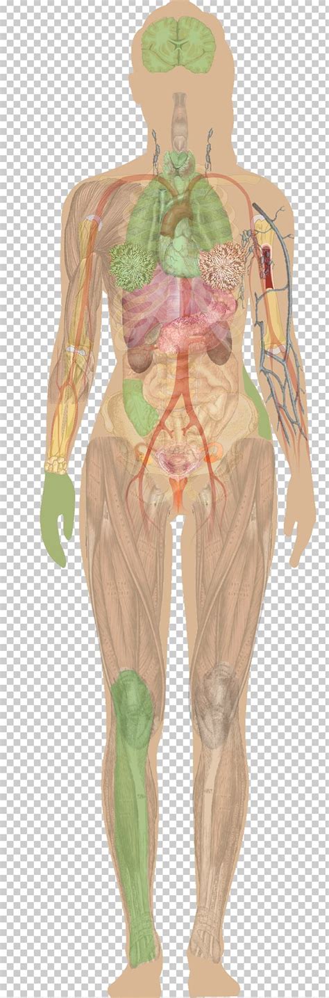 The major muscles of the abdomen include the rectus abdominis in front the external obliques at the sides and the latissimus dorsi muscles. Female Body Anatomy Diagram ~ DIAGRAM
