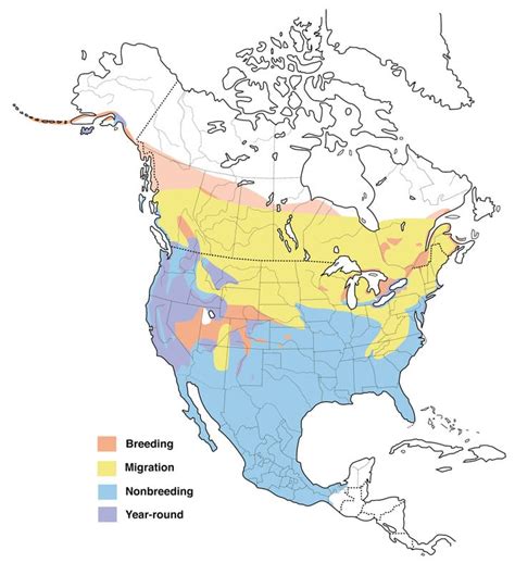 Trumpeter Swan Migration Map