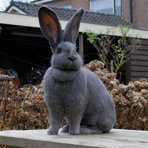 Vlaamse Reus A Chill And Enormous Rabbit Schattige Dieren Vlaamse Reuzen En Dieren
