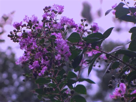 Popular zone 5 flowering trees. The gallery for --> Purple Flowering Tree Zone 6