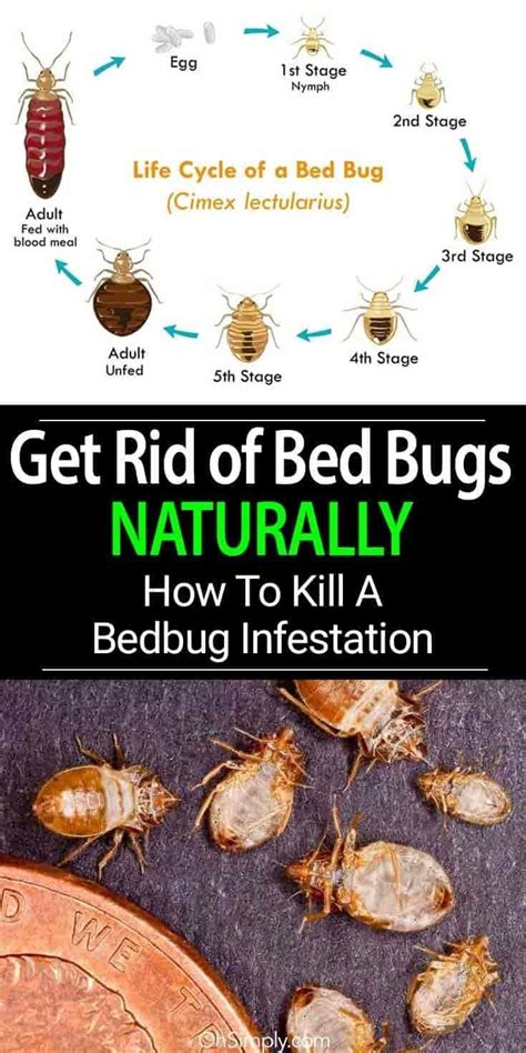 get rid of bed bugs naturally learn the signs and steps you need to take to repel control and