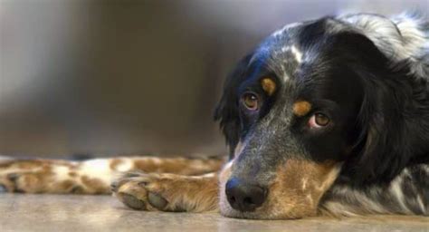 7 Most Common Dog Diseases Sign And Treatments