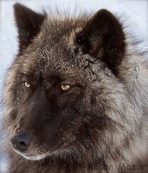 Stop Wolf Hunts Idaho Wolves Actions News Wild Dogs Wolf Love