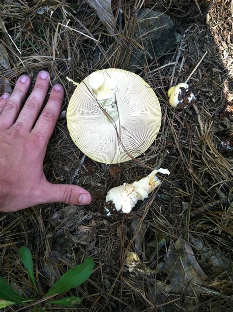 Georgia Finds Need Help With Id Mushroom Hunting And