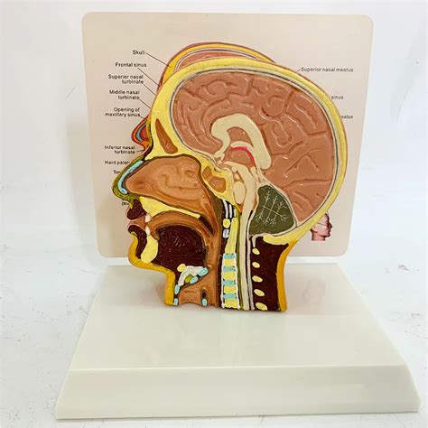 Hot Median Sagittal Section Of The Head Model Clear Brain Sagittal