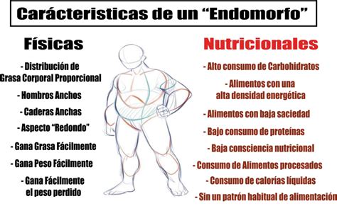 Endomorfo Caracteristicas Ai Realidad Fitness