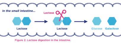 Lactose As A Nutrient Yogurt In Nutrition